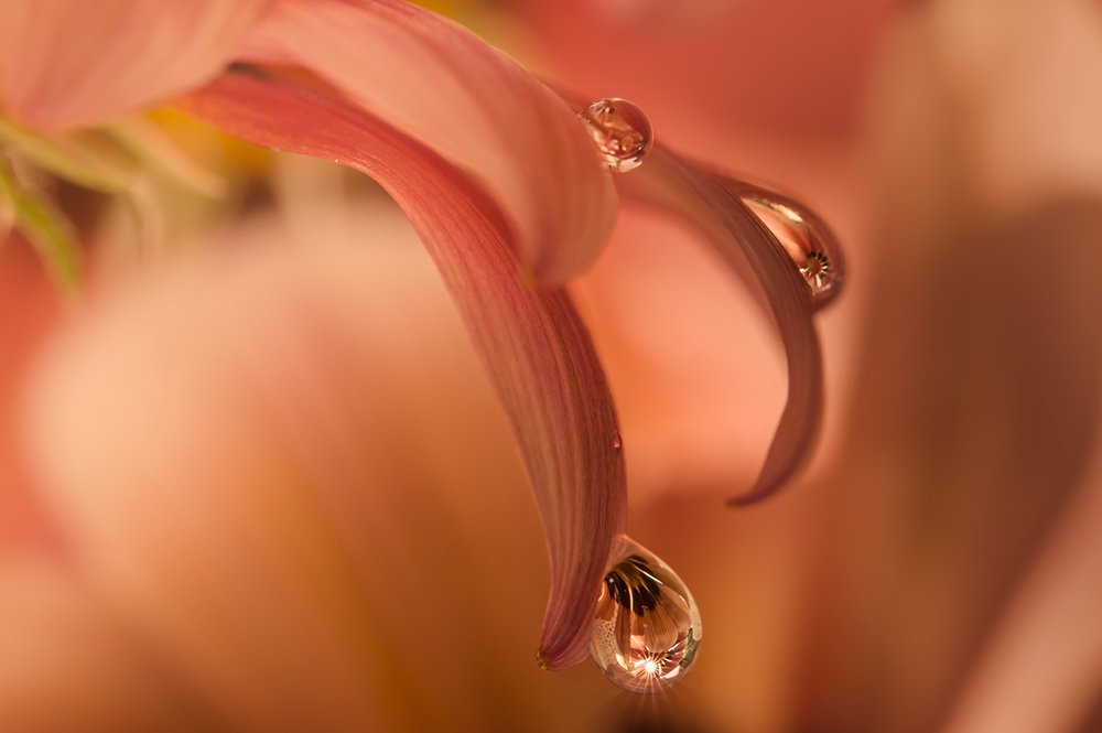 Photograph by Виктория Солодар