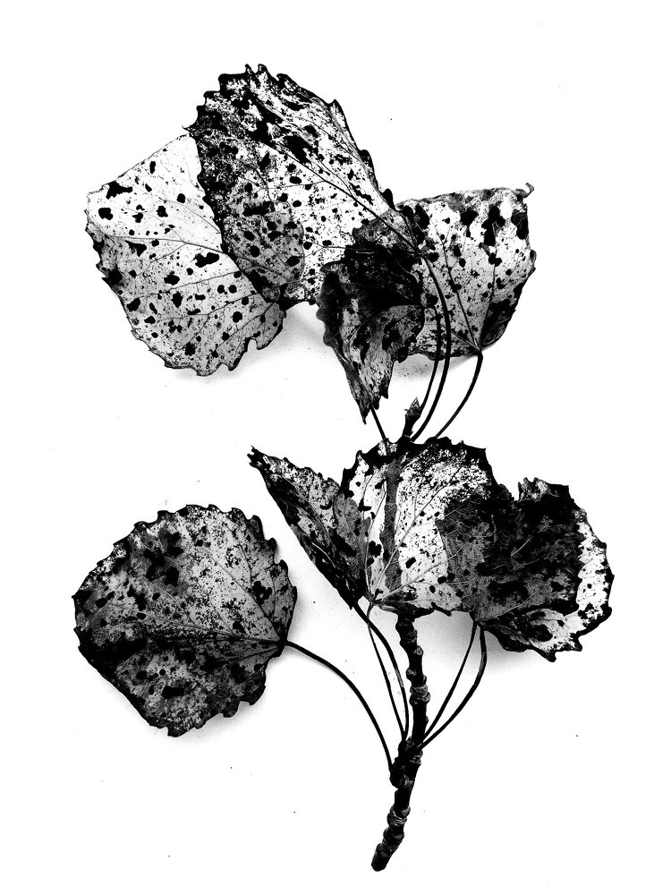 Photograph by Даркина Дарья