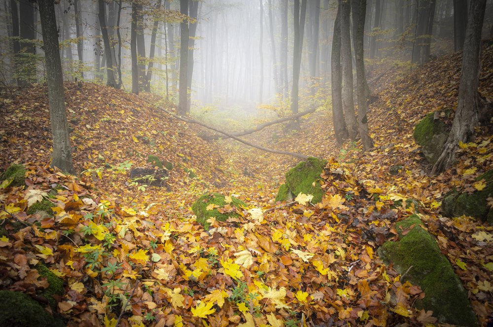 Photograph by Юрій Стороженко