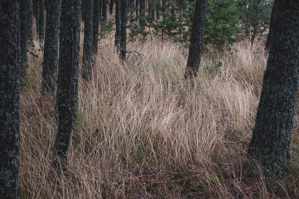 Фотография автора Александр Знаменский