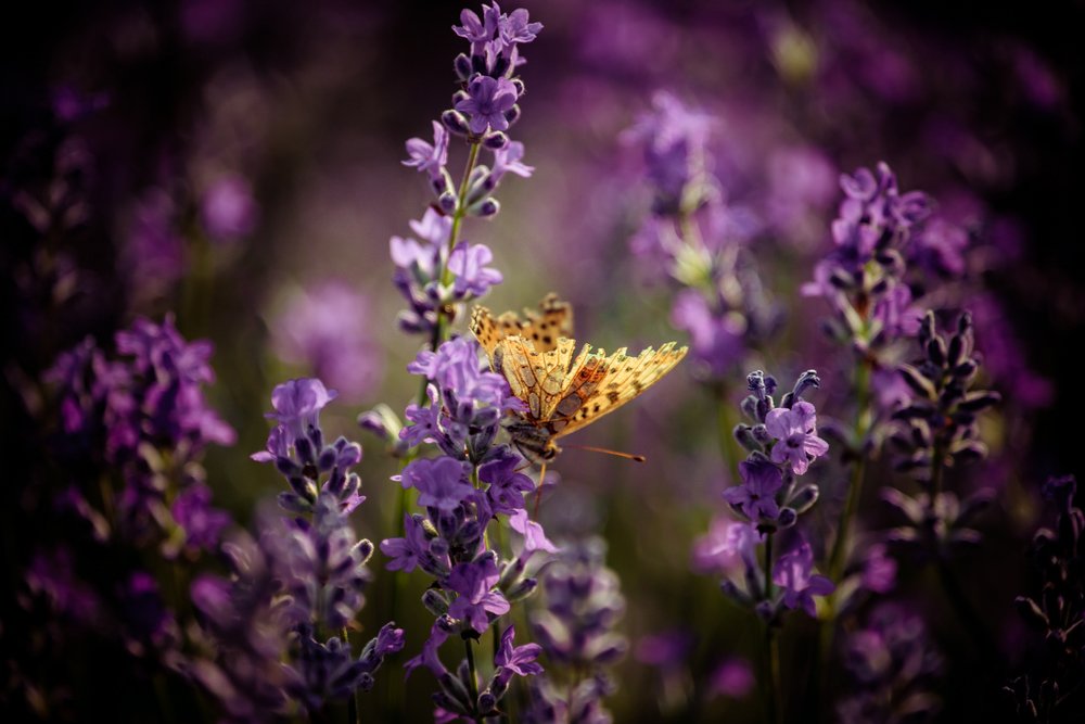 Photograph by Iuliana Luca