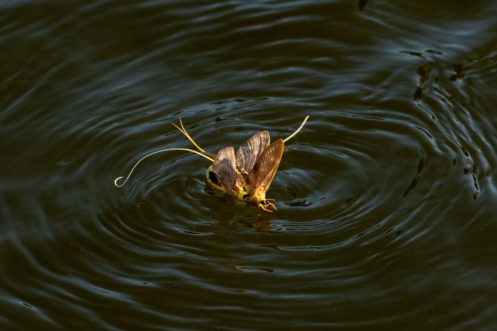 Photograph by Iuliana Luca