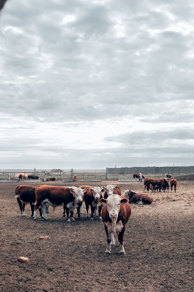 Photograph by Айман Дайрабаева