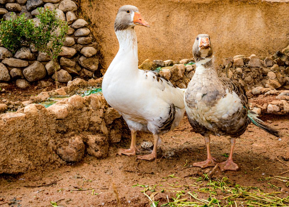 Photograph by Ali Abu Ras