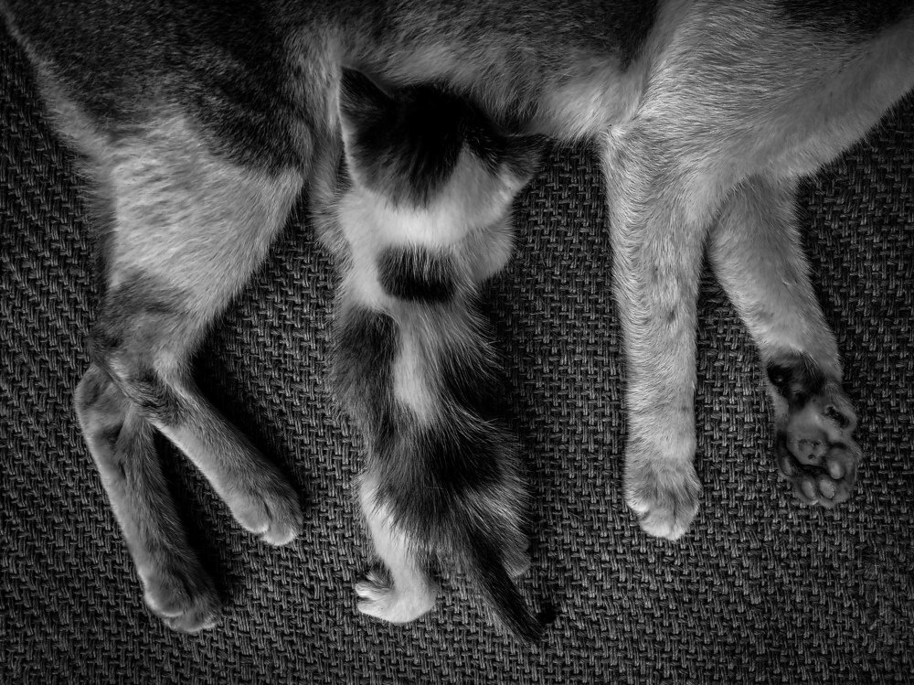 The four legged love