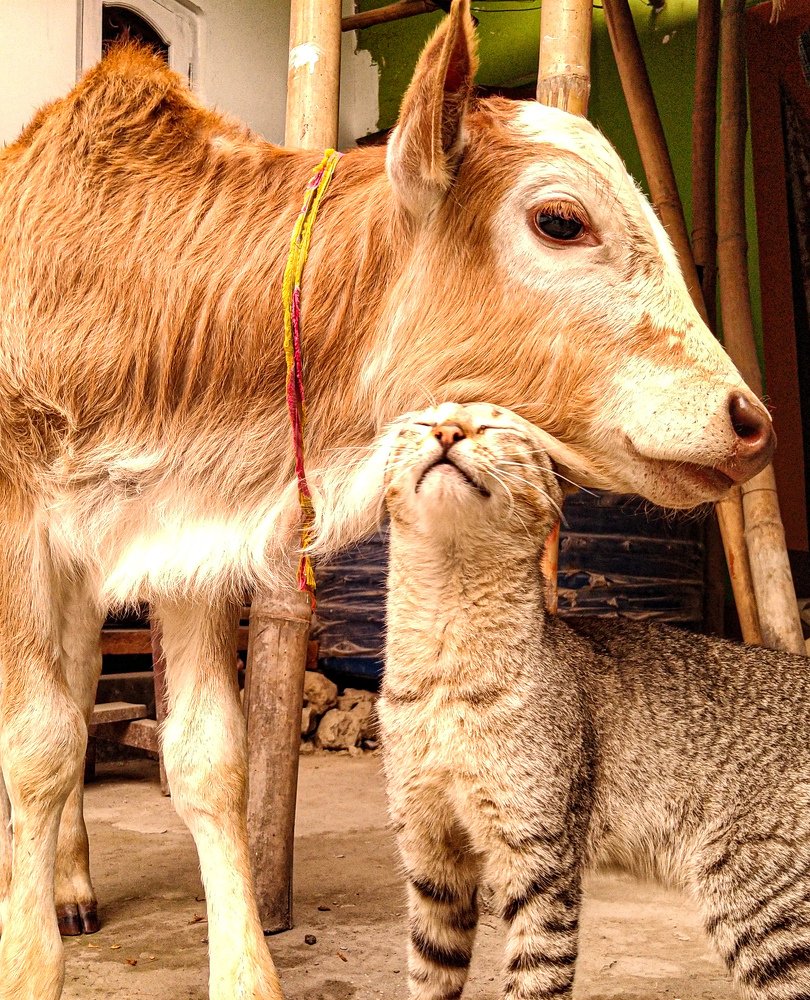 Brother's from different mother's