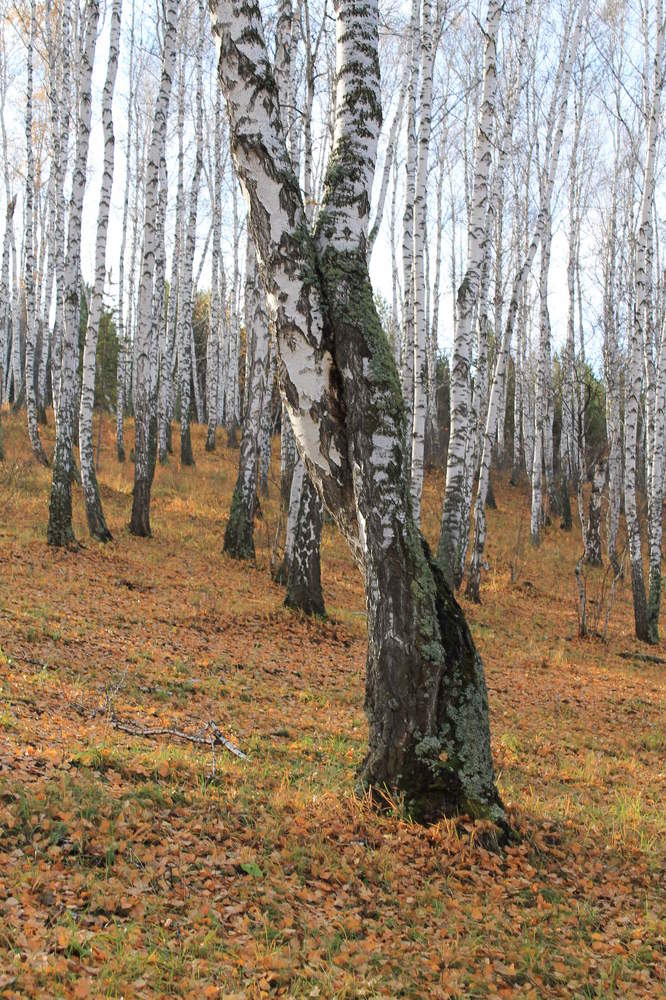 Photograph by Татьяна Перегудова