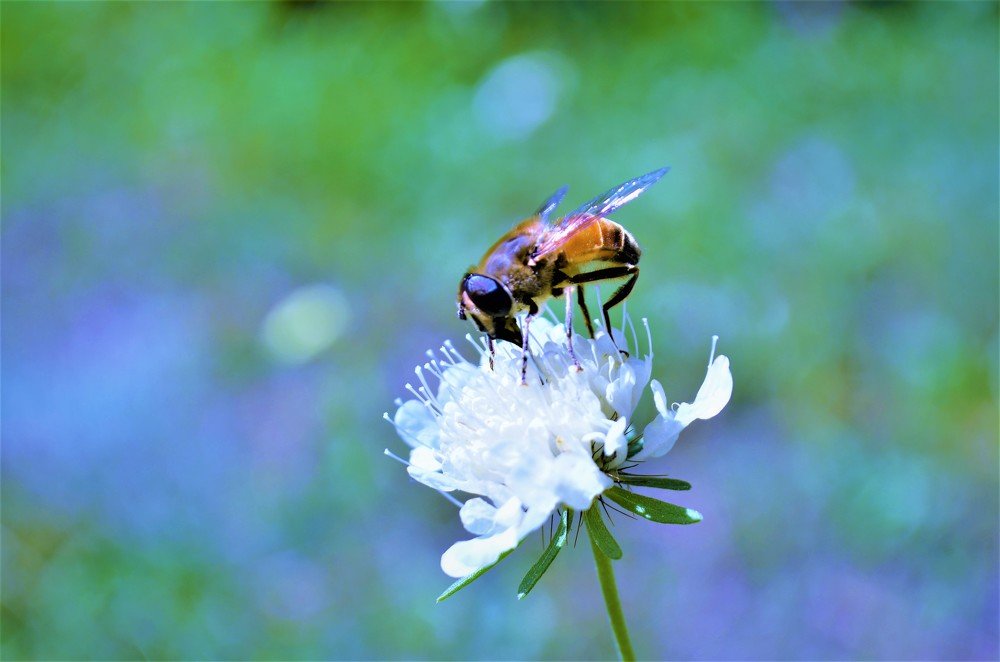 Photograph by Miroslav Pavlík