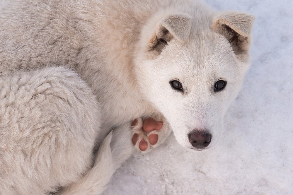 Преданность