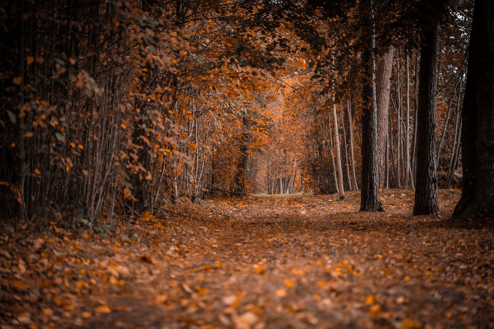 Photograph by Vlad Maslakov