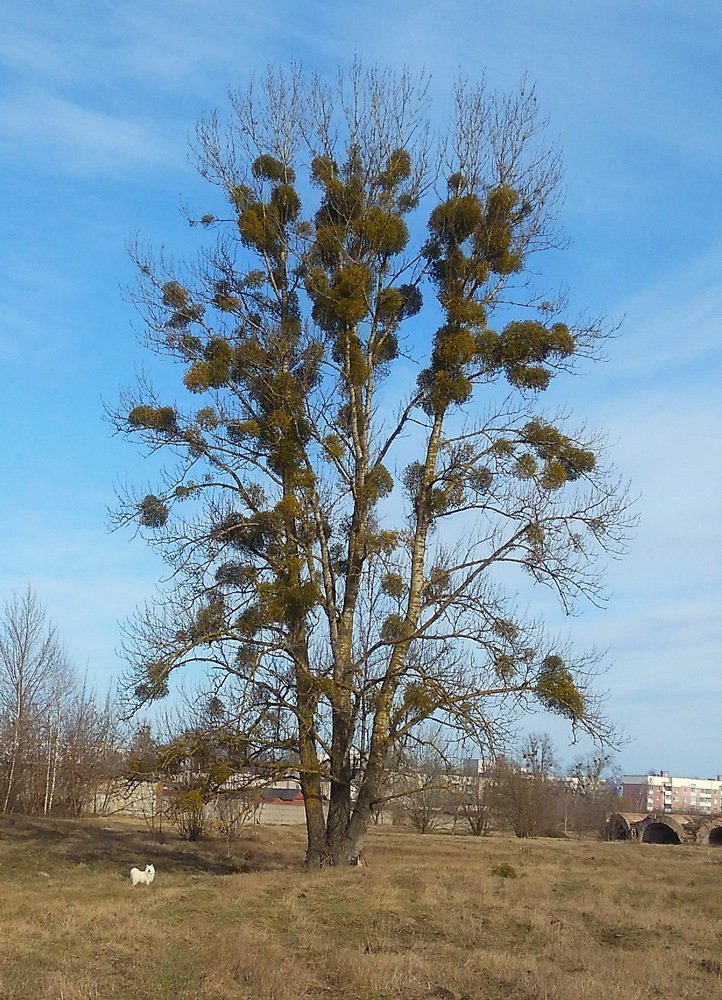 Photo #5229718