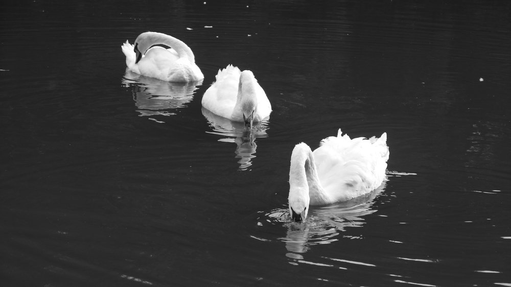 Photo #5229841