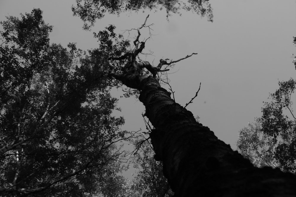 Photo #5229853