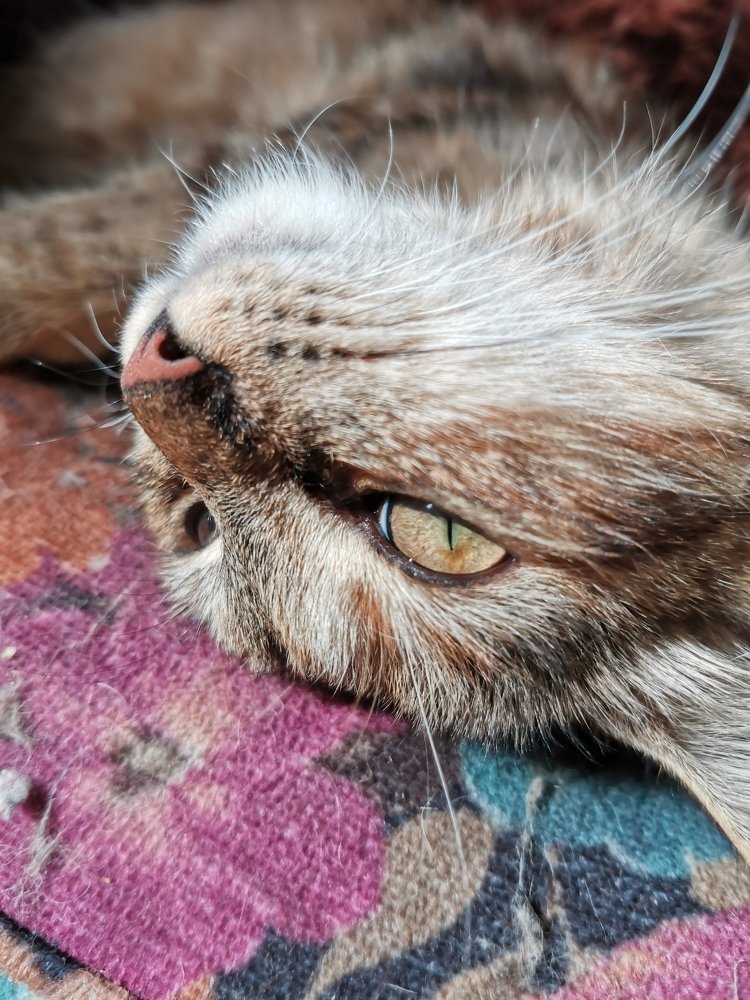 Фотография автора Ян Пчельников