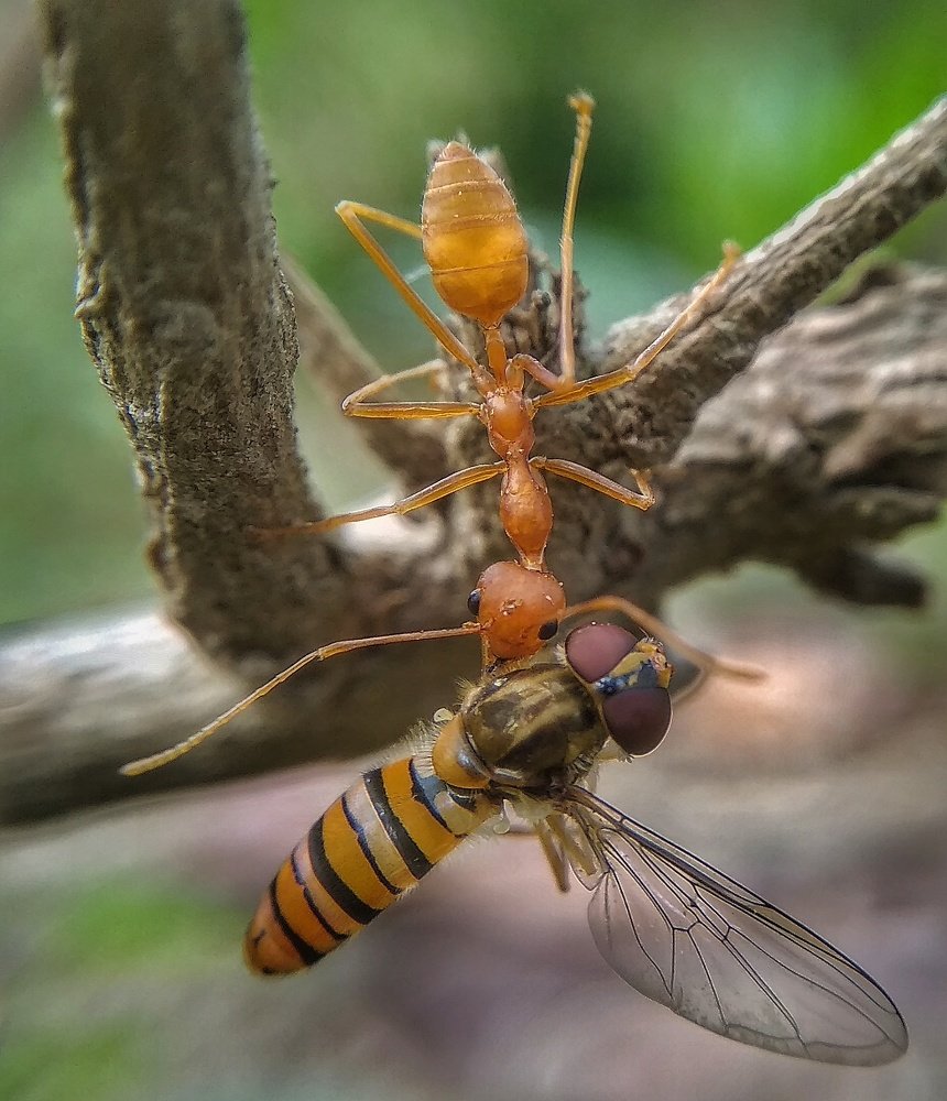 Photograph by Photography Debroto