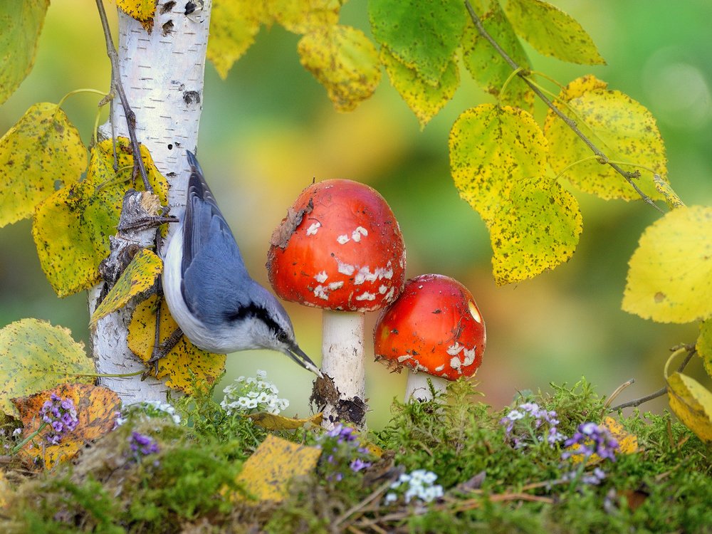 Photograph by vladilenoff