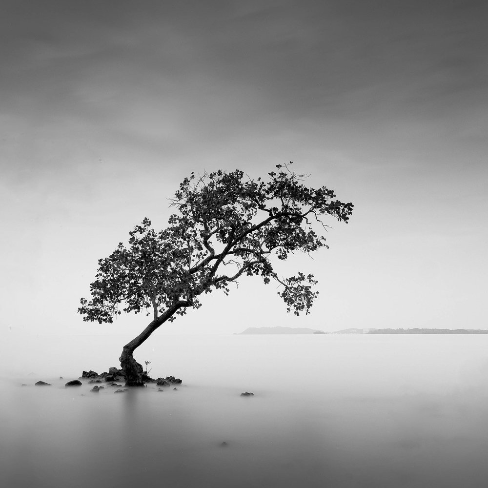 Фотография автора soo mui loh