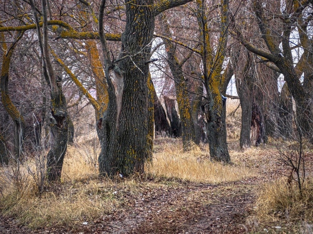 Photograph by mikhail goryachev