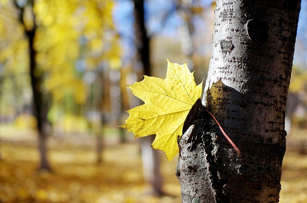 Photograph by Александр Шумаков