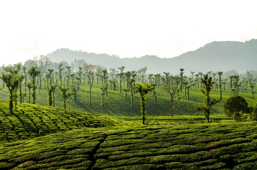 Photograph by Prasad Kn