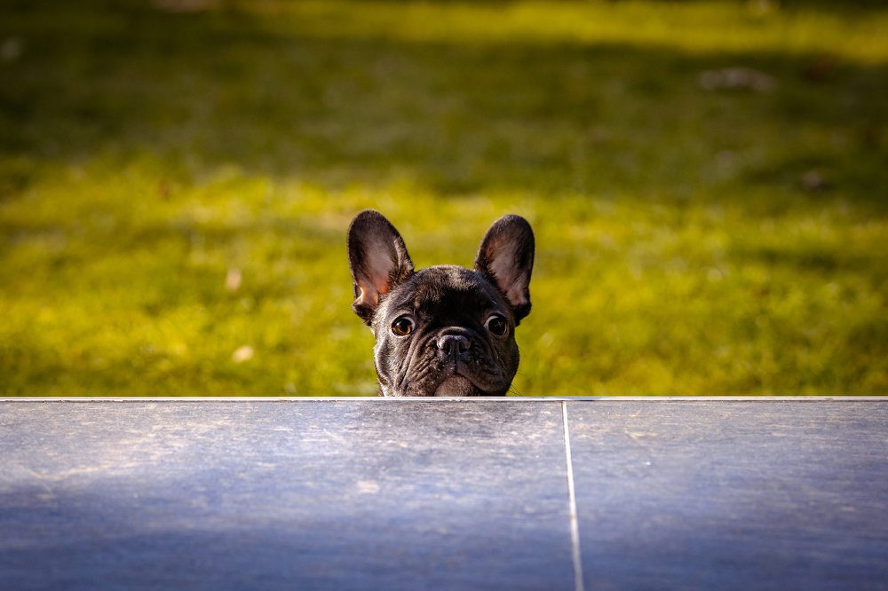 Photograph by Catalin Arcu