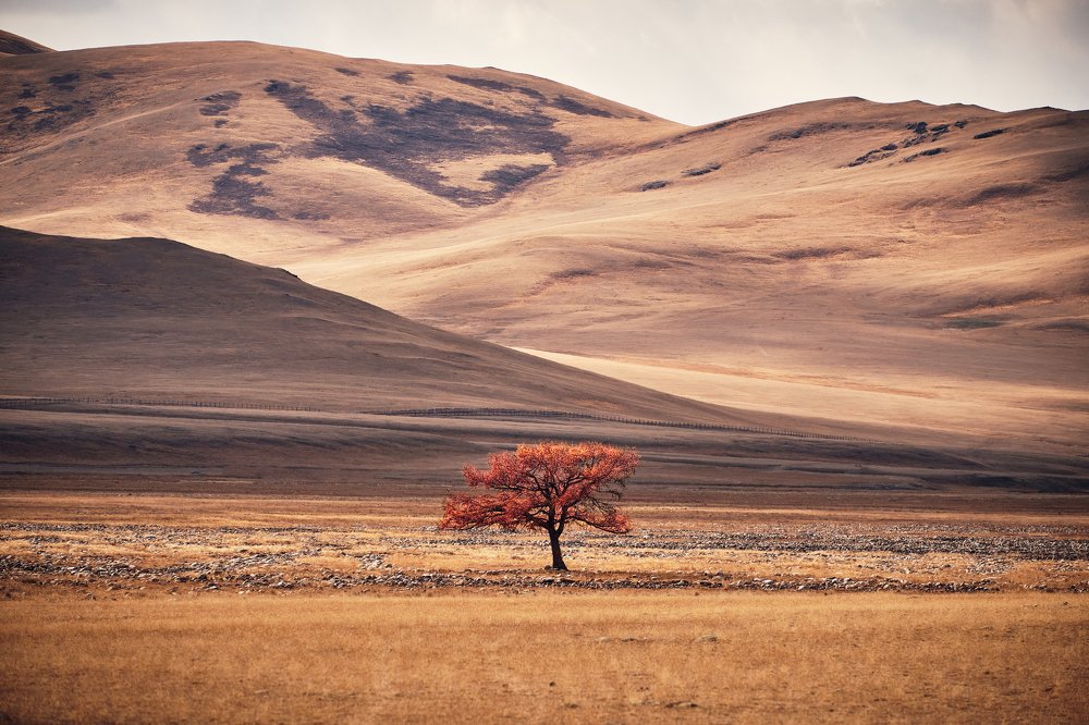 Photograph by Владимир Эделев