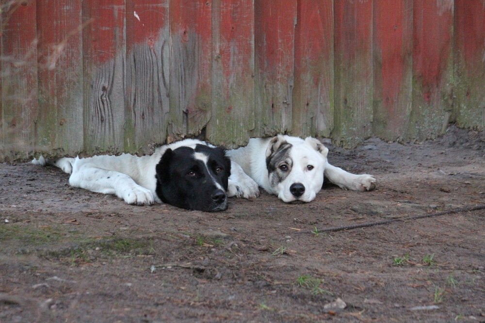 Photograph by Ирина Комарова