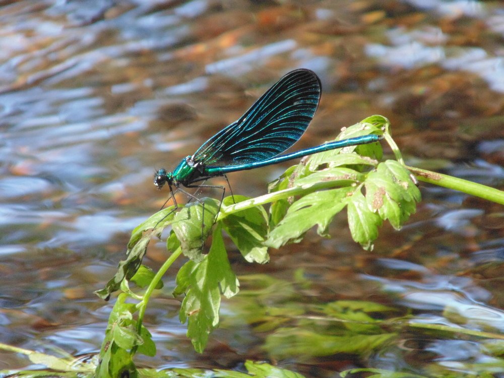 EL RIO EN VERANO