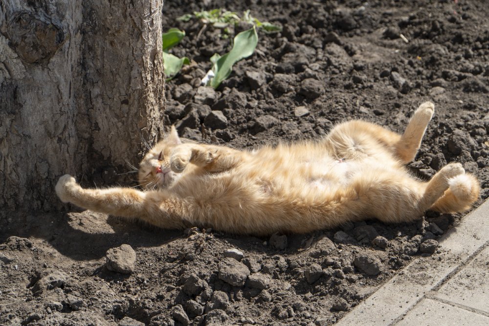 Кошка загорает