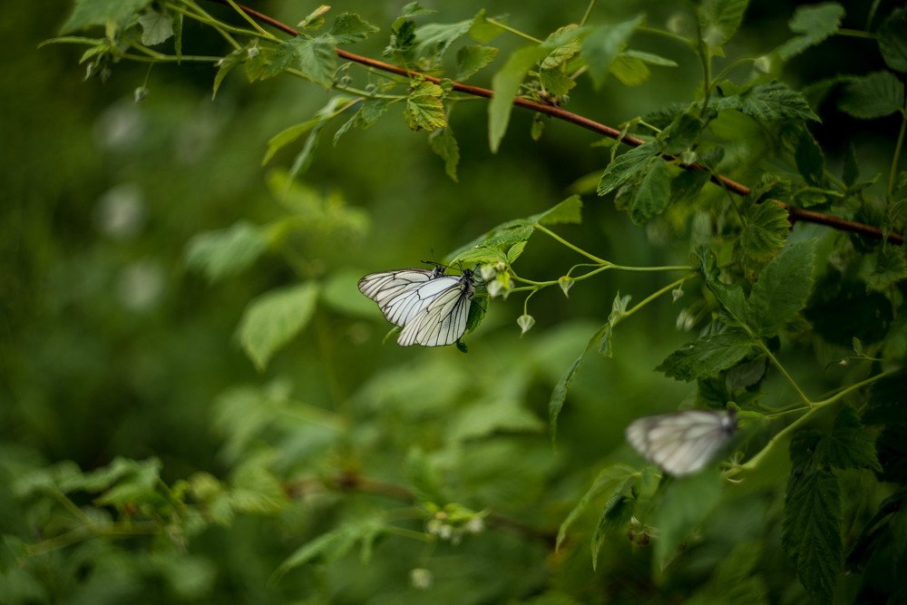 Photograph by Наталья Лещинская