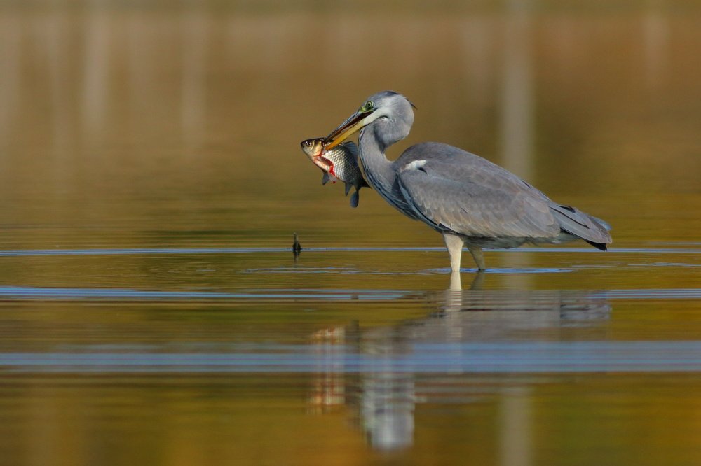 Рыбацкое счастье