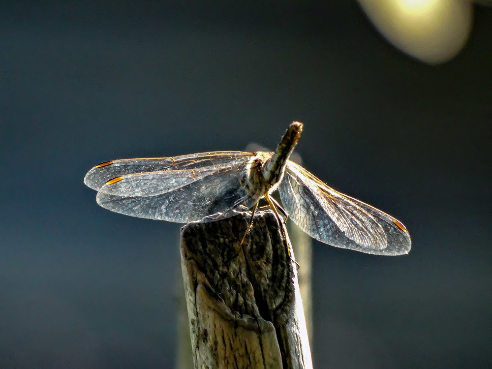Photograph by Александра Мазур