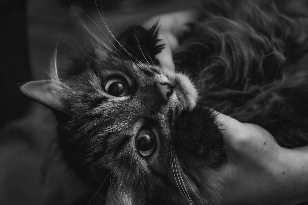 Фотография автора Полина Лебедева