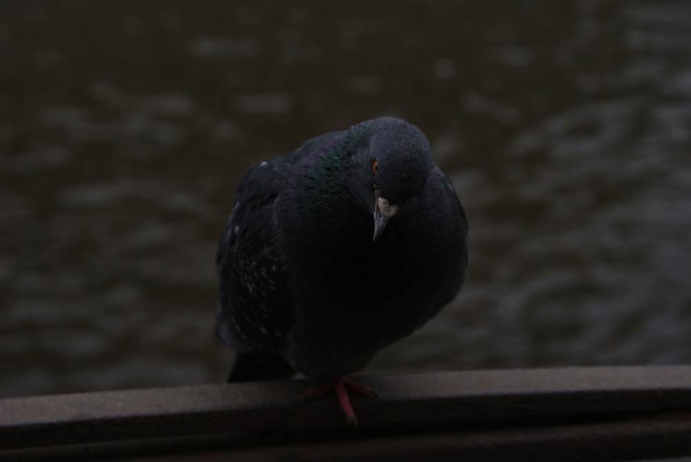 Photograph by Татьяна Поземина