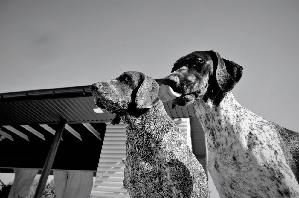 Двойной портрет