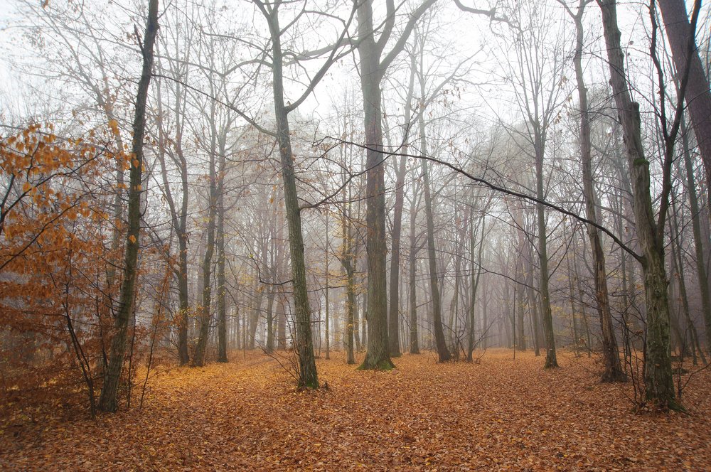Осеннее утро в лесу.