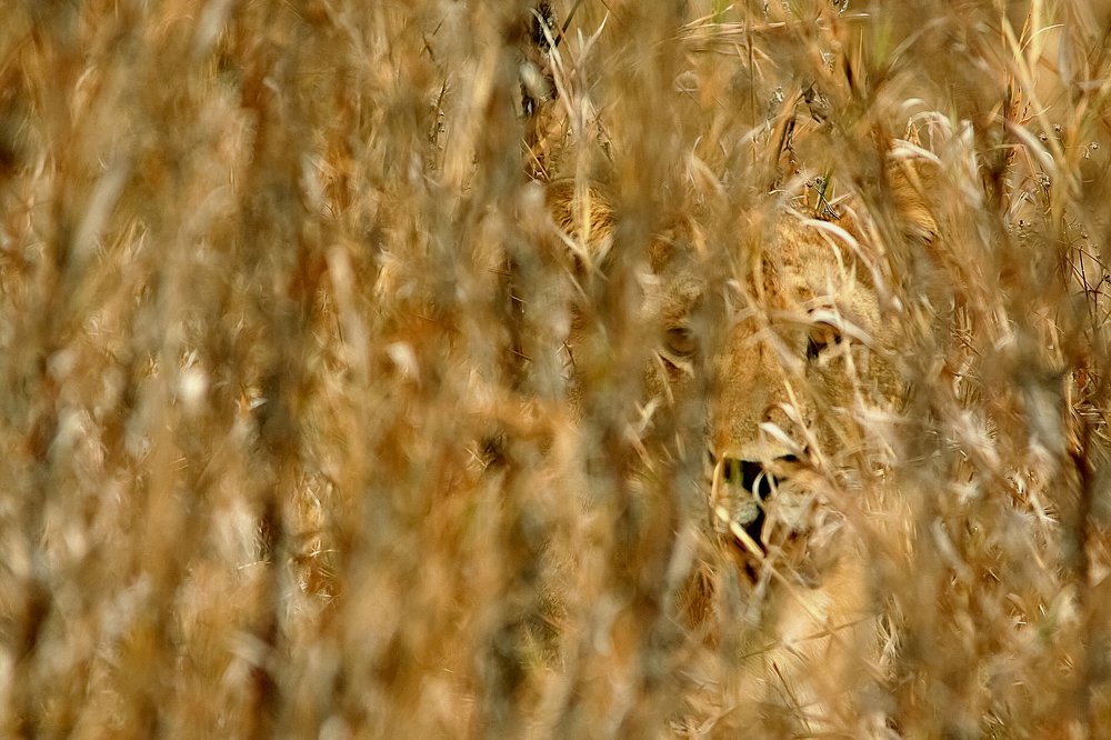 Photograph by THEODORE MATTAS