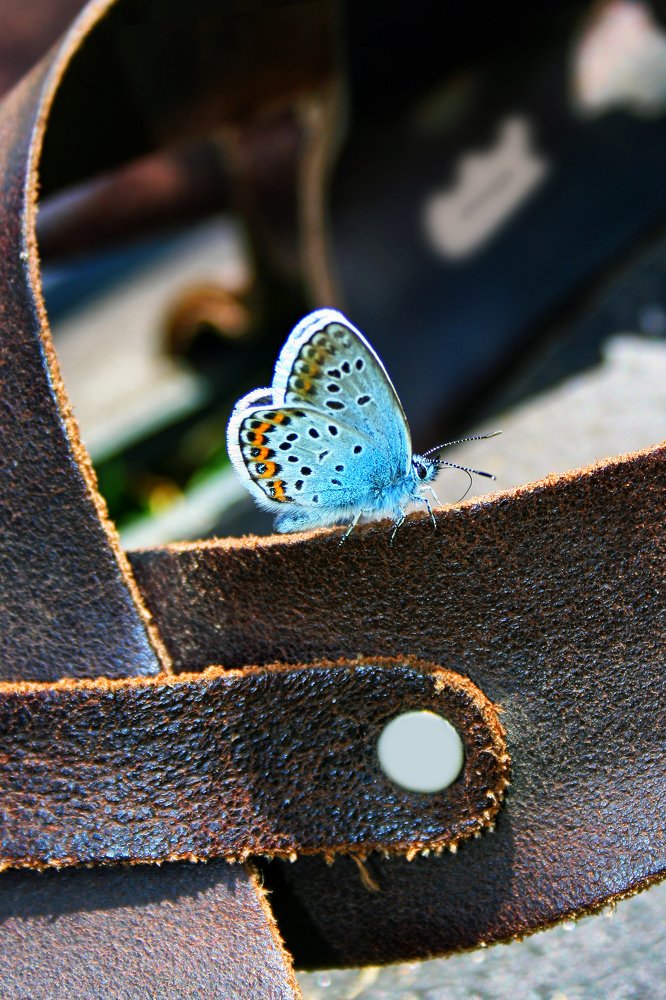 Примеряя упряжь