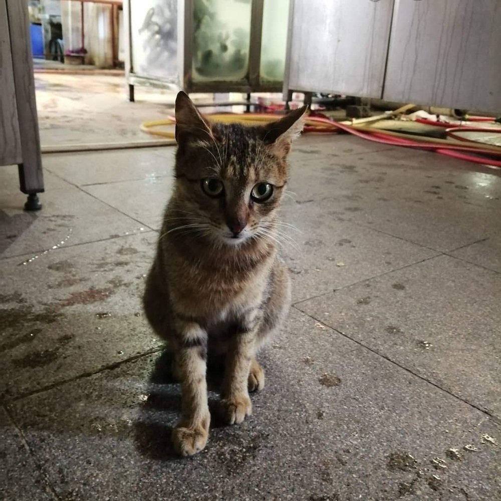 Фотография автора Bahaaddin Saber