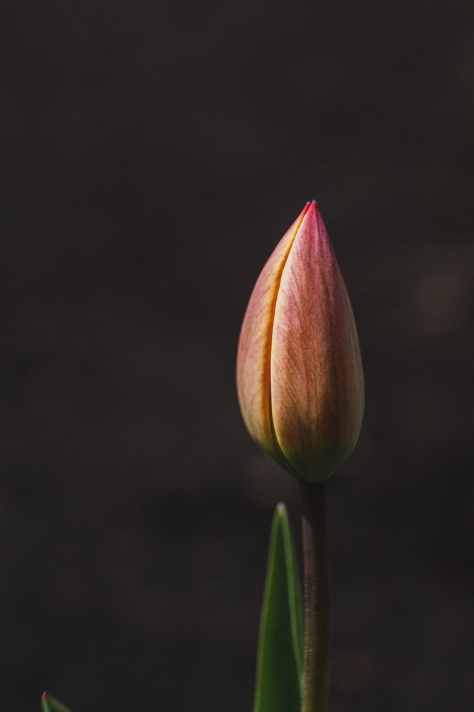 Photograph by Максим Коробихин