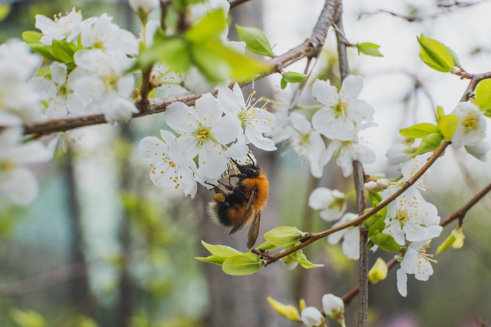Photograph by Максим Коробихин