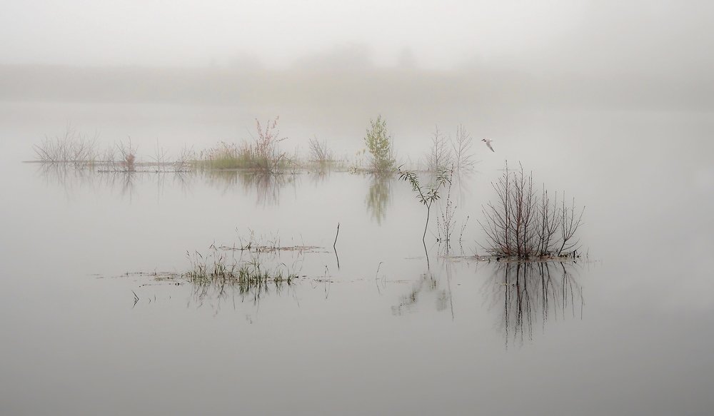 Туманным утром