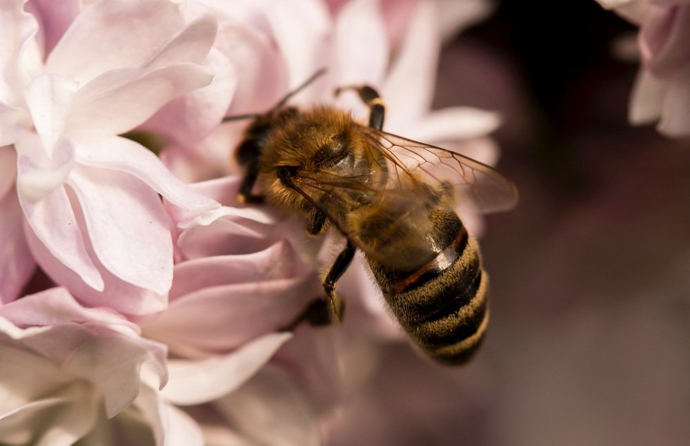 Пчела на цветке сирени