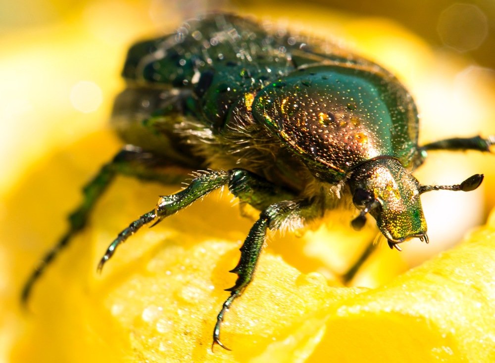 Жук-бронзовка на желтом ирисе