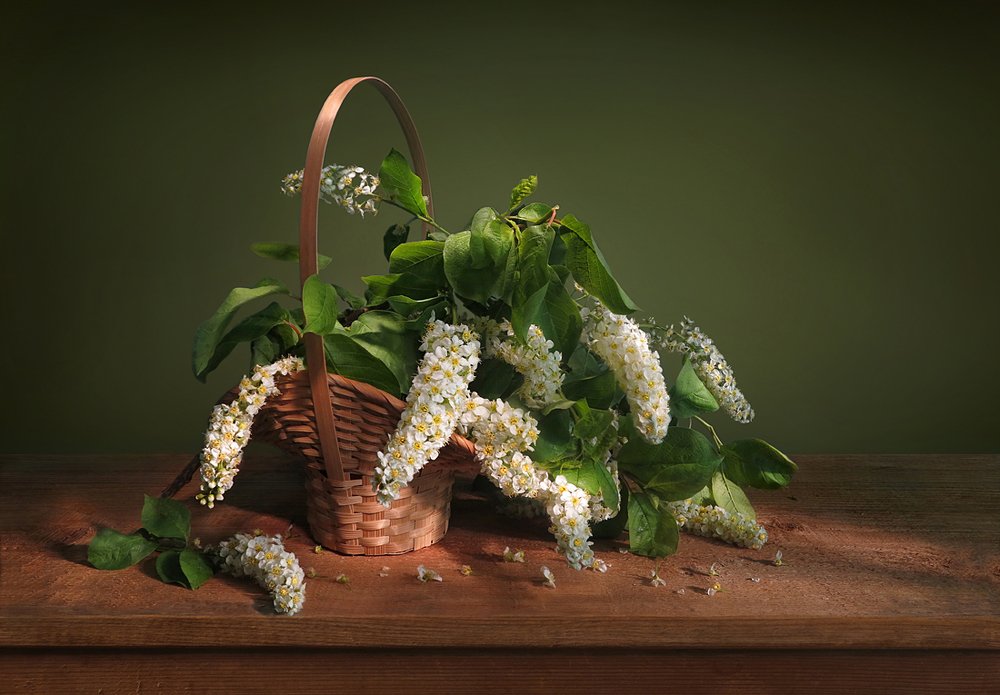 Цветет черемуха