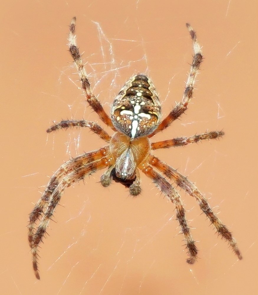 Photograph by Ави Христова