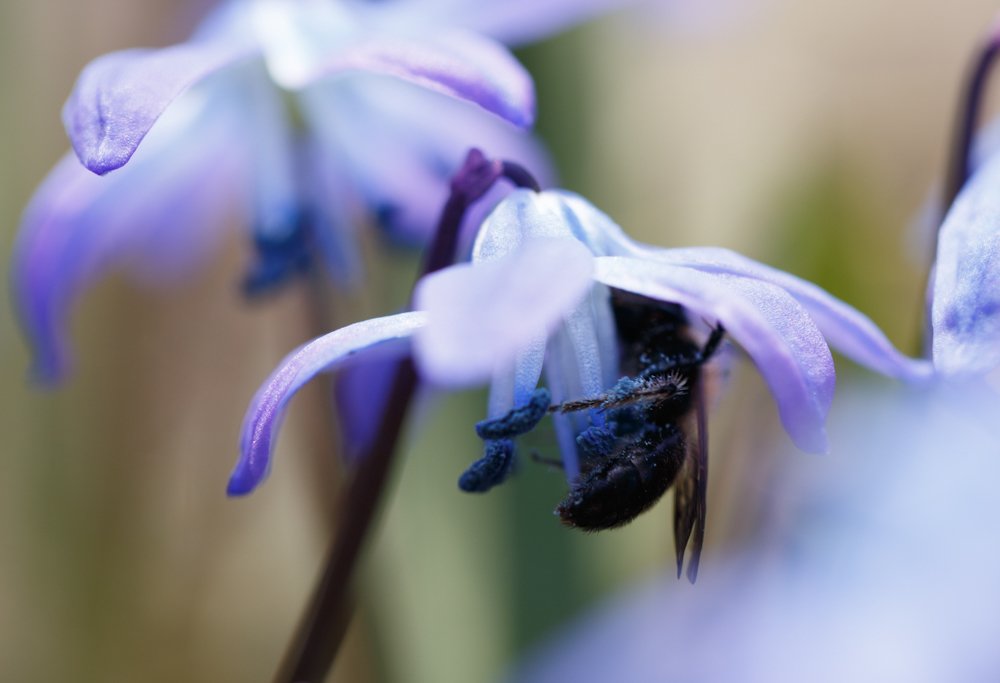 Photograph by Veronika Trubnikova