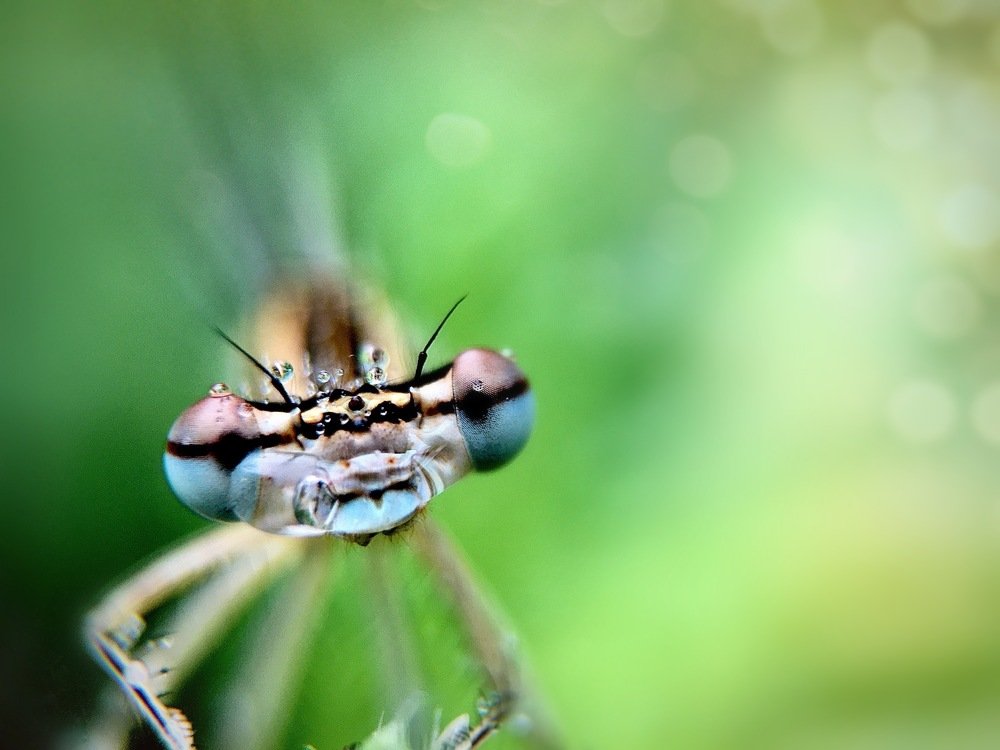 Photograph by Людмила Коныгина