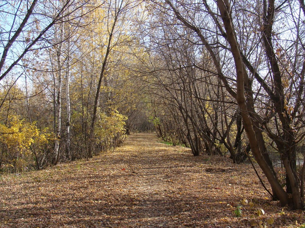 тропинка в парке