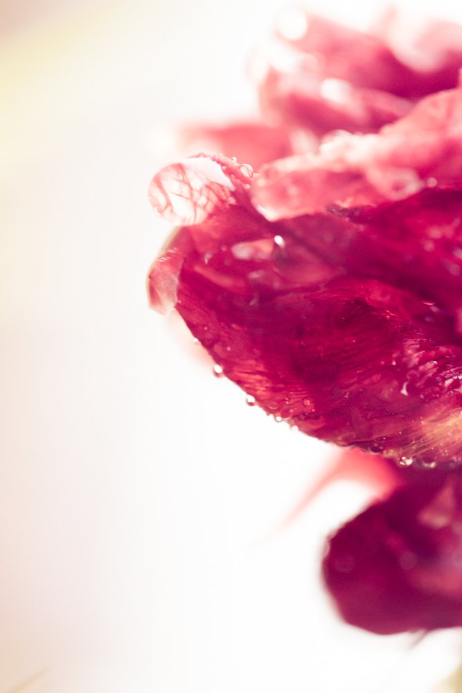 Photograph by Veronika Trubnikova